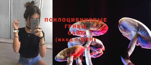 ПСИЛОЦИБИНОВЫЕ ГРИБЫ Заводоуковск