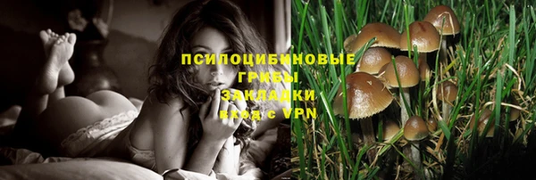 ПСИЛОЦИБИНОВЫЕ ГРИБЫ Заводоуковск